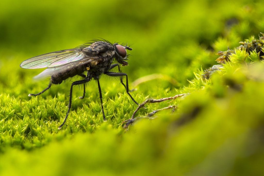 an image of a drain fly