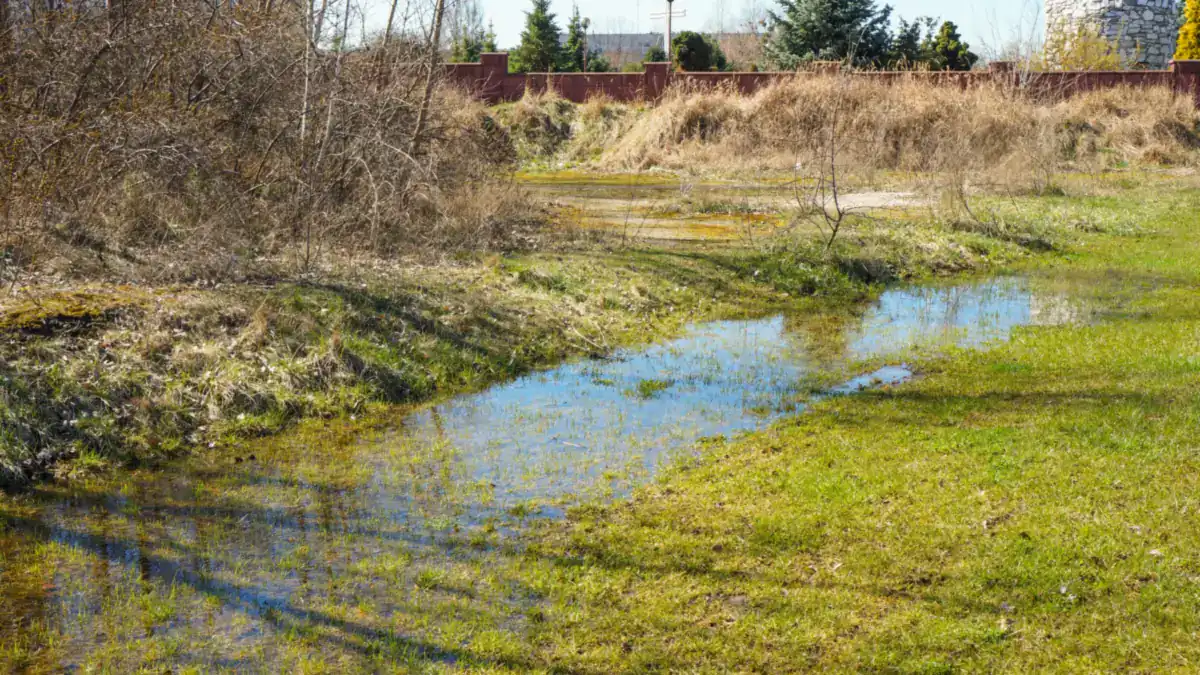 Rainwater pooling across a grassy yard after heavy rain