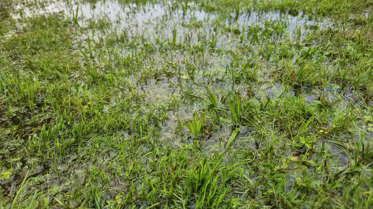 Lawn covered in shallow puddles after heavy rain